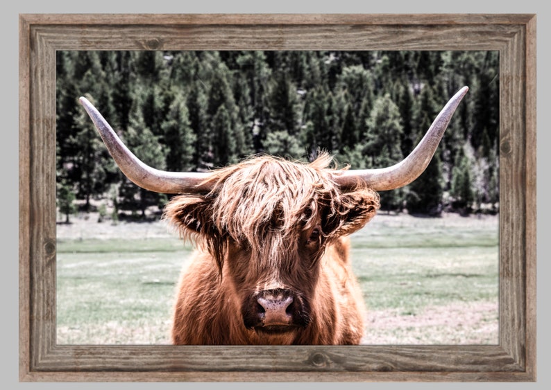 Scottish Highland cow canvas shaggy cow wall art over the