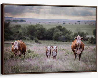 Hereford cattle art canvas or metal print, western home decor, Hereford cow canvas, metal print or photo print. Large barnwood framed print