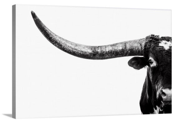Texas Longhorn Bull Standing Pasture Close Up Photo Decor Art Print Poster 36x24