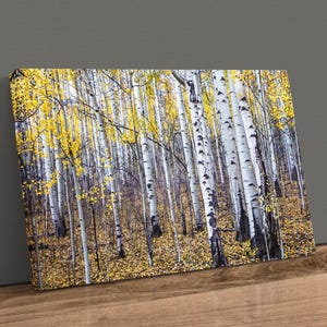 Aspen Tree Wall Art - Autumn Yellow Aspen Leaves Wrapped Giclee Canvas Print - Rustic Cabin Decor Canvas-Unframed