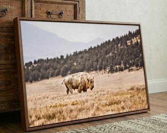 May include: A rectangular framed wall art print featuring a landscape photograph of a single American bison standing in a dry, golden-brown grassy field. In the background, a dense forest of dark green pine trees climbs a hillside under a pale sky.