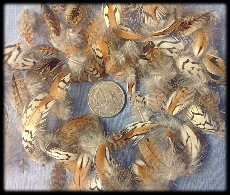 50 Bobwhite Quail Body Feathers 3/4 to 1 3/4 Etsy