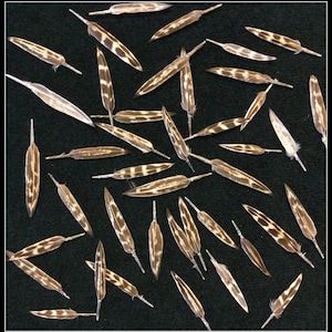 May include: A collection of brown and white patterned feathers with a black background. The feathers are arranged in a random pattern.