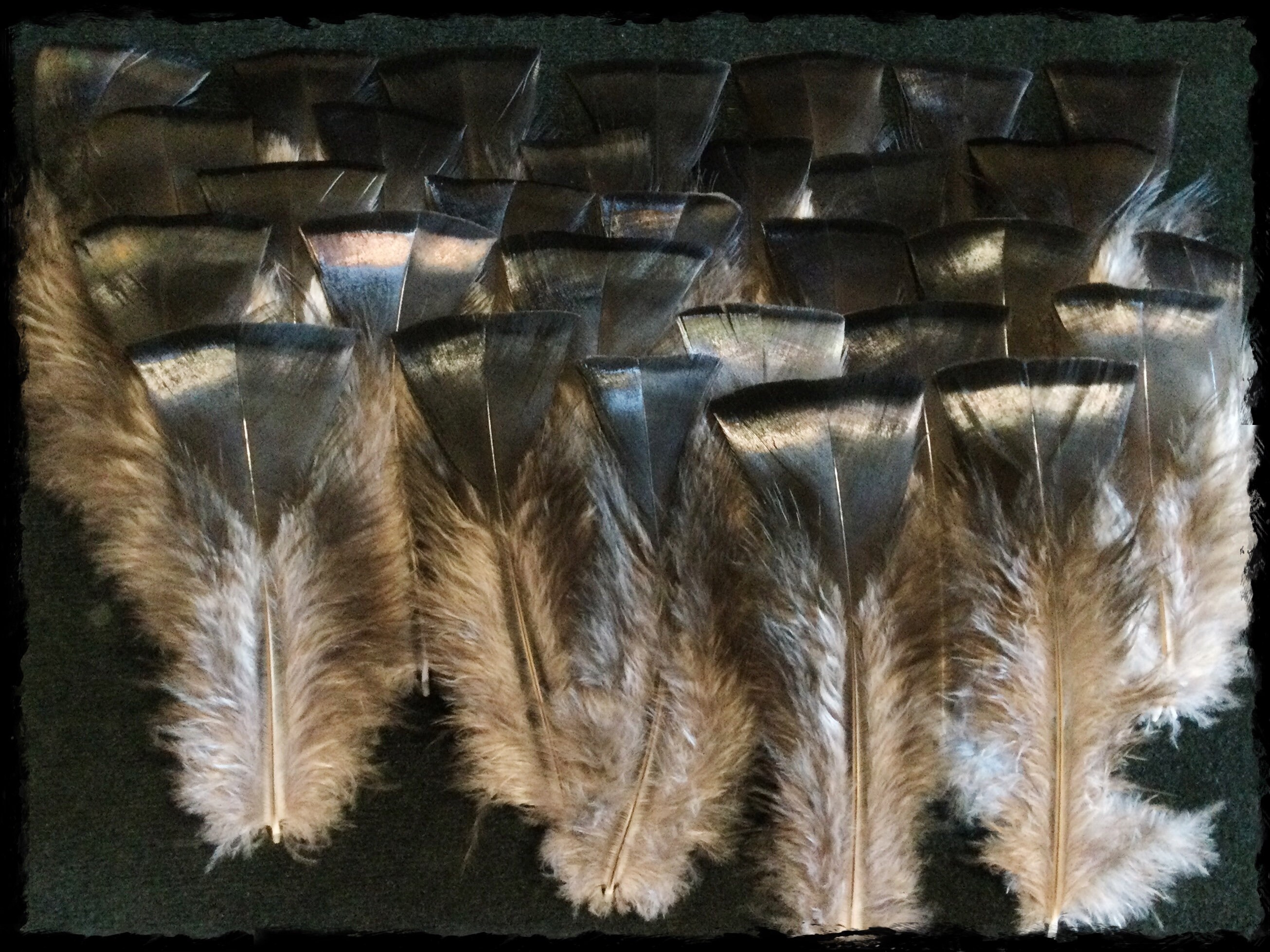 White Feathers, Craft Feathers, Natural Feathers, Loose Feathers