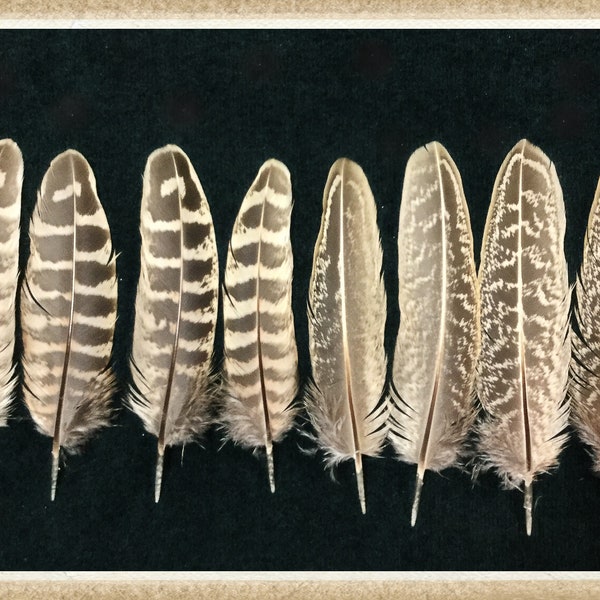 10 - 4” to 5” wing feathers from ringneck rooster and hen pheasants, pheasant feathers
