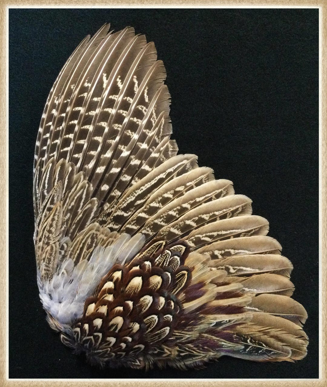 Pheasant Wing Pattern Pheasant Wing, Ringneck Rooster Pheasant Wing, Pheasant Feathers, Wing ...