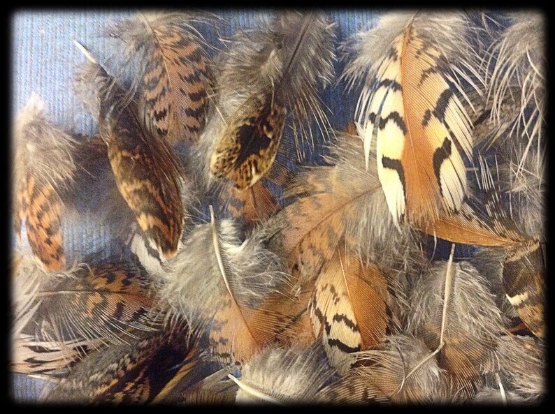 50 Bobwhite Quail Body Feathers 3/4 to 1 3/4 | Etsy