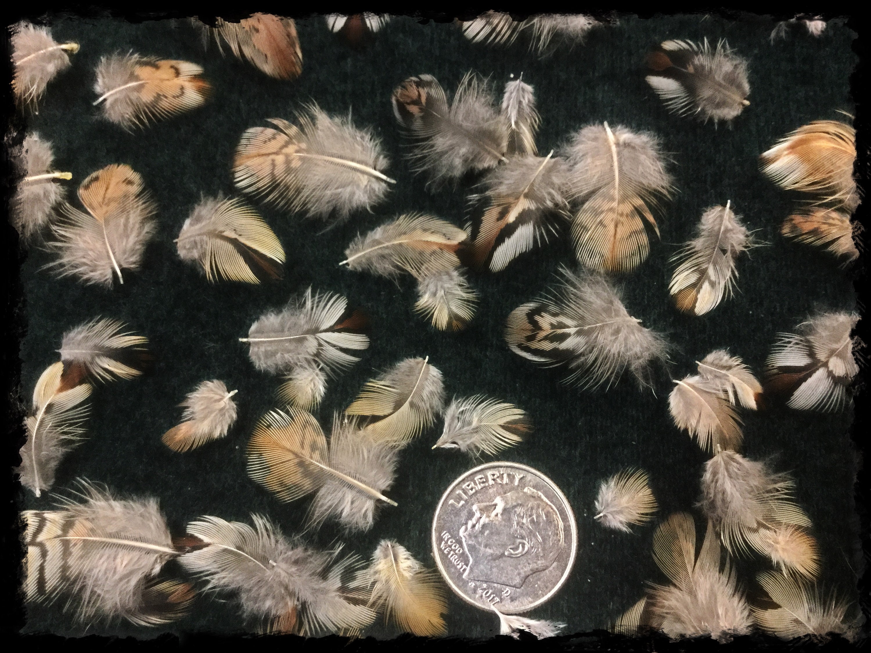 500 1/4 to 1 tiny quail feathers teeny tiny quail head Etsy