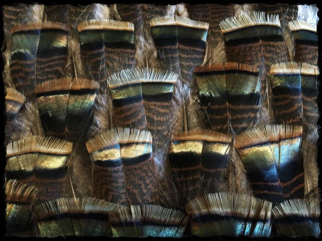 34 5 to 7 1/2 Turkey Feathers Kansas Rio Grande Wild Etsy