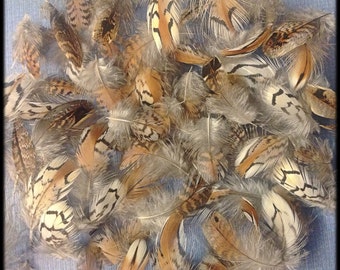 50 Bobwhite quail body feathers  3/4" to 1 3/4”