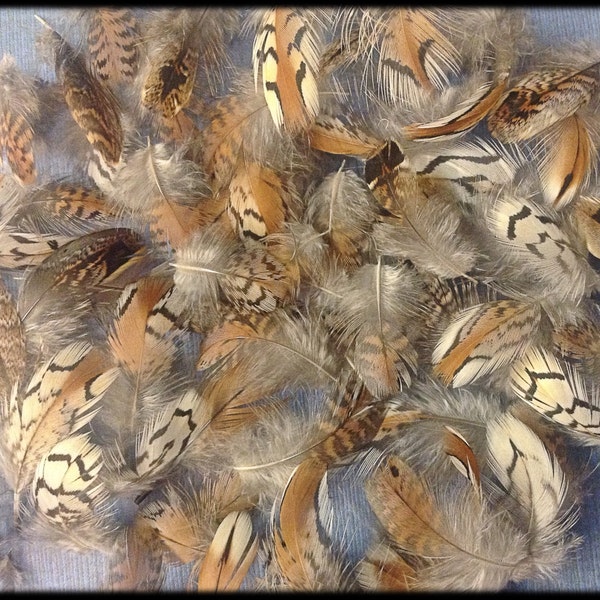50 Bobwhite quail body feathers  3/4" to 1 3/4”