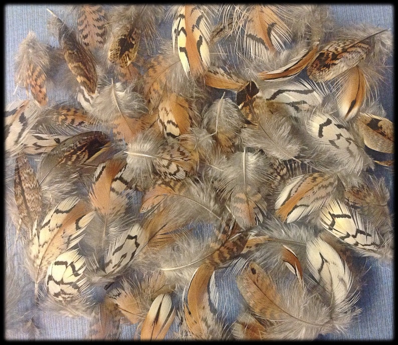 50 Bobwhite Quail Body Feathers 3/4 to 1 3/4 | Etsy