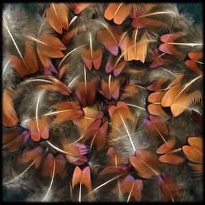 May include: A close-up of a collection of feathers in shades of brown, black, and red. The feathers are arranged in a random pattern, creating a textured and colorful background.