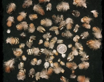 50 - 1/4” to 1” tiny quail feathers, teeny tiny quail head neck feathers, bobwhite quail feathers