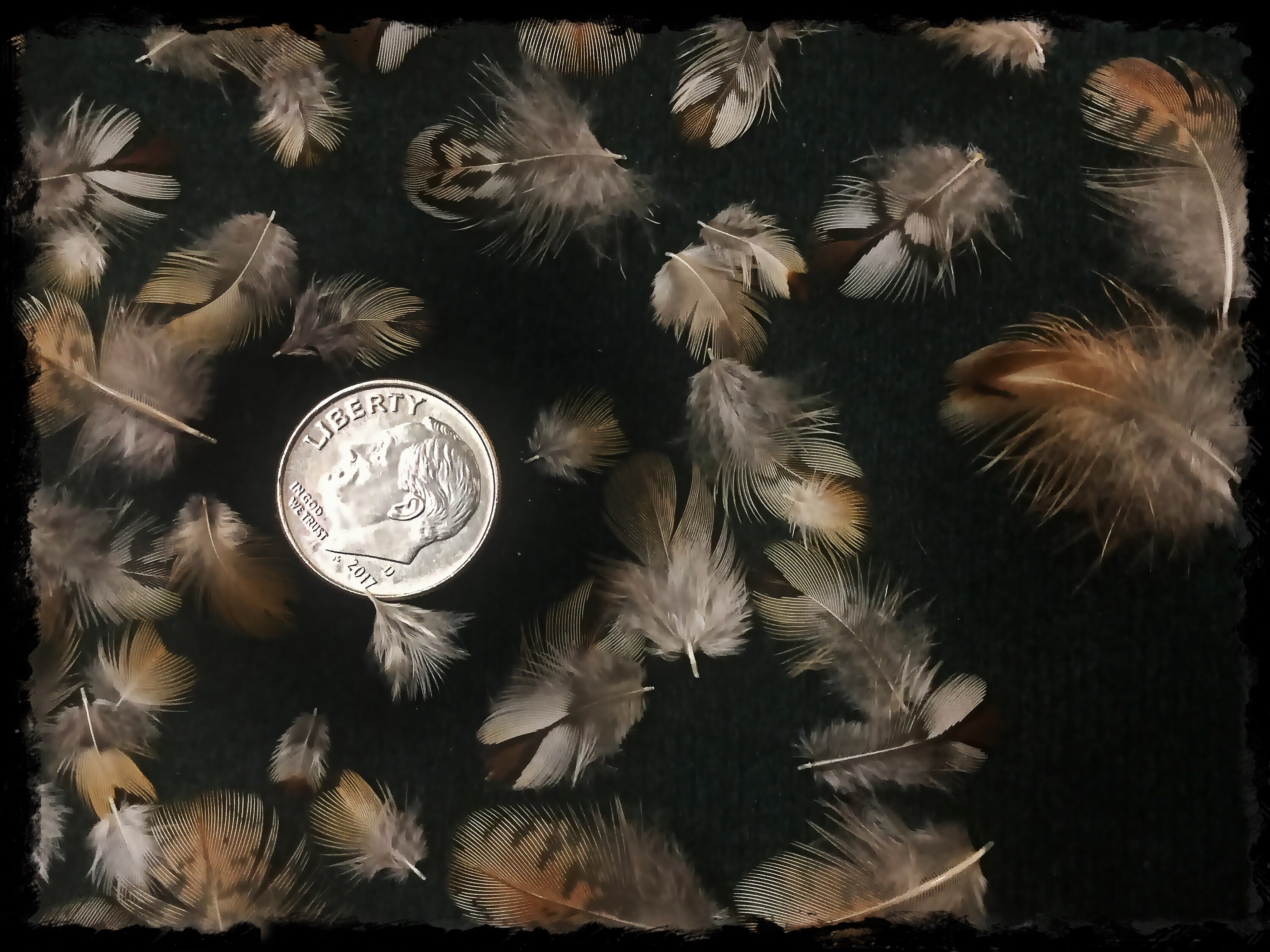 50 1/4 to 1 Tiny Quail Feathers Teeny Tiny Quail Head Etsy