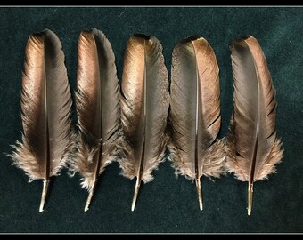 5 - black iridescent turkey feathers from Kansas Rio Grande wild turkeys