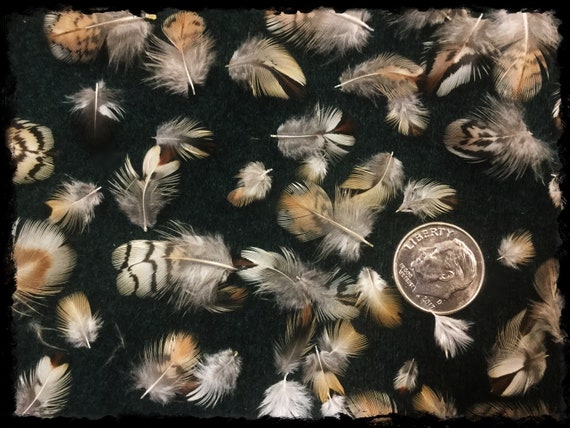 50 1/4 to 1 Tiny Quail Feathers, Teeny Tiny Quail Head Neck Feathers,  Bobwhite Quail Feathers -  Canada