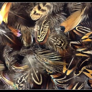 500 1 to 4 Pheasant Body Feathers From Ringneck Rooster and Hen ...