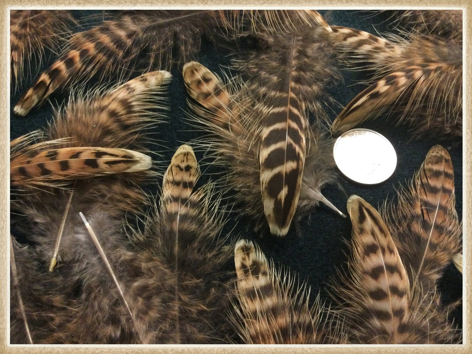 25 3 to 4 pheasant feathers from ringneck hen pheasants Etsy