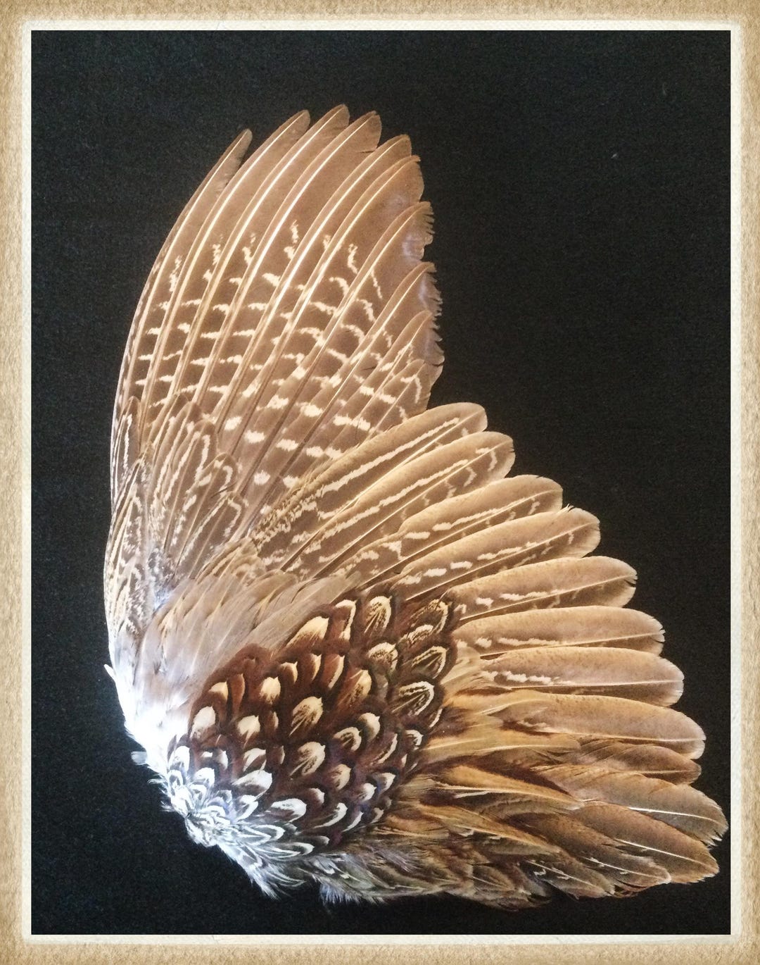 Pheasant Wing Pattern Pheasant Wing, Ringneck Rooster Pheasant Wing, Pheasant Feathers, Wing ...