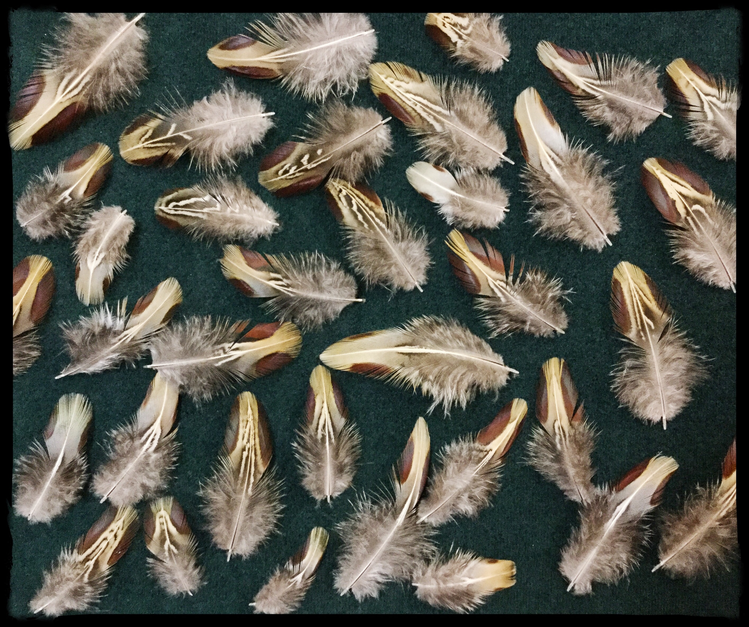 Gray Quail Feathers -  Canada