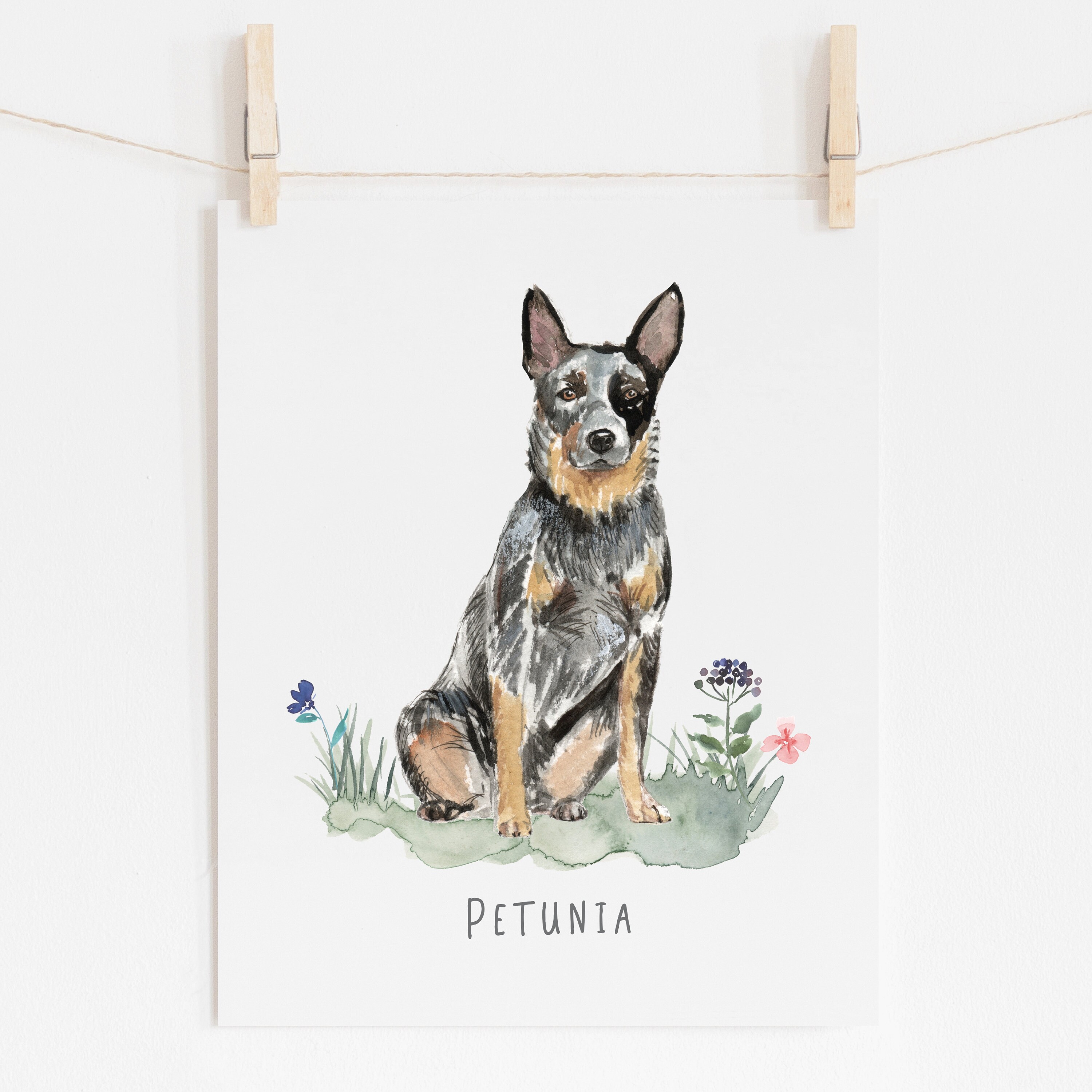 Can A Australian Cattle Dog And A Shih Tzu Be Friends