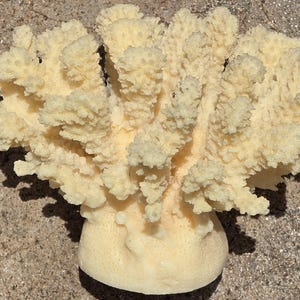 May include: A natural, off-white coral specimen with a textured, branching structure. The coral has a rounded base and numerous, small, irregular projections. The coral is displayed on a rough, light-colored surface, with shadows cast by the sunlight.