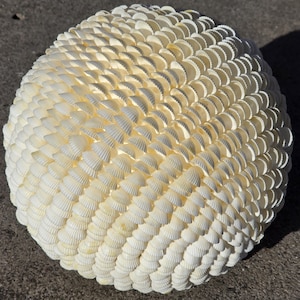 May include: A spherical decorative object composed of numerous small, cream-colored seashells. The shells are meticulously arranged to cover the entire surface, creating a textured, eye-catching design. The object is likely a unique piece of home decor.