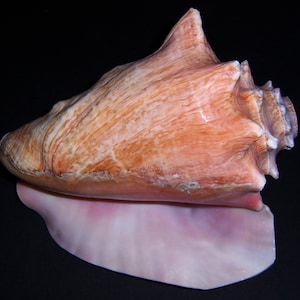 Queen Conch Shell Horn, Pink Conch Shell