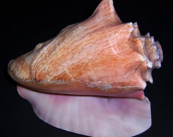 Queen Conch Shell Horn