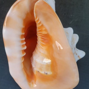 May include: A large, orange and white seashell with a smooth, glossy finish. The shell has a wide opening and a distinctive spiral pattern.