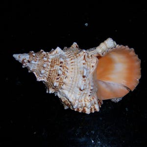 May include: A large, textured seashell with a cream and brown exterior and a vibrant orange interior. The shell has a pointed end and a wide, open mouth, showcasing its natural beauty. The shell is a natural home decor item.