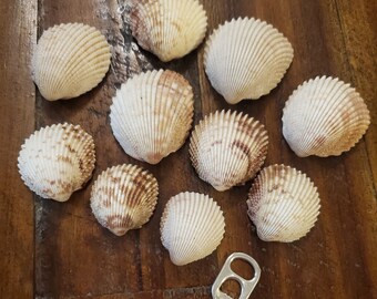 Florida prickly cockles assorted sizes