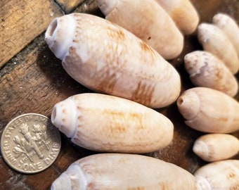 Assorted lettered olive shells for crafting or collecting found on southwest FL beaches