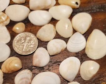 Small egg cockle shells from pensacola beach fl