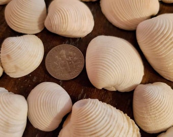 Lady in waiting venus clam shells