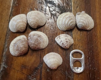 Cross barred venus seashells