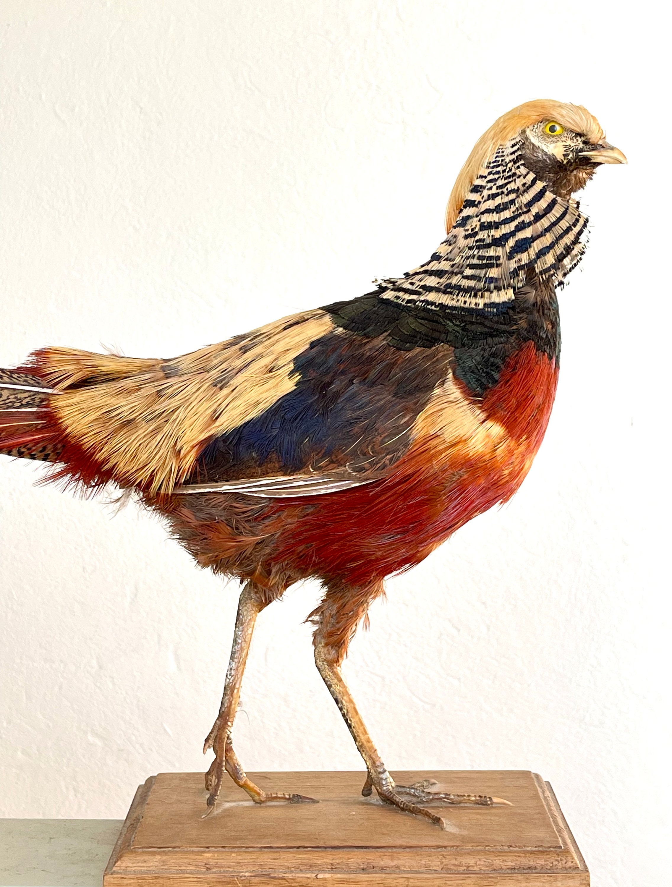 キジ １対　剥製 雉　セット キジ 1対 剥製 雉 セット