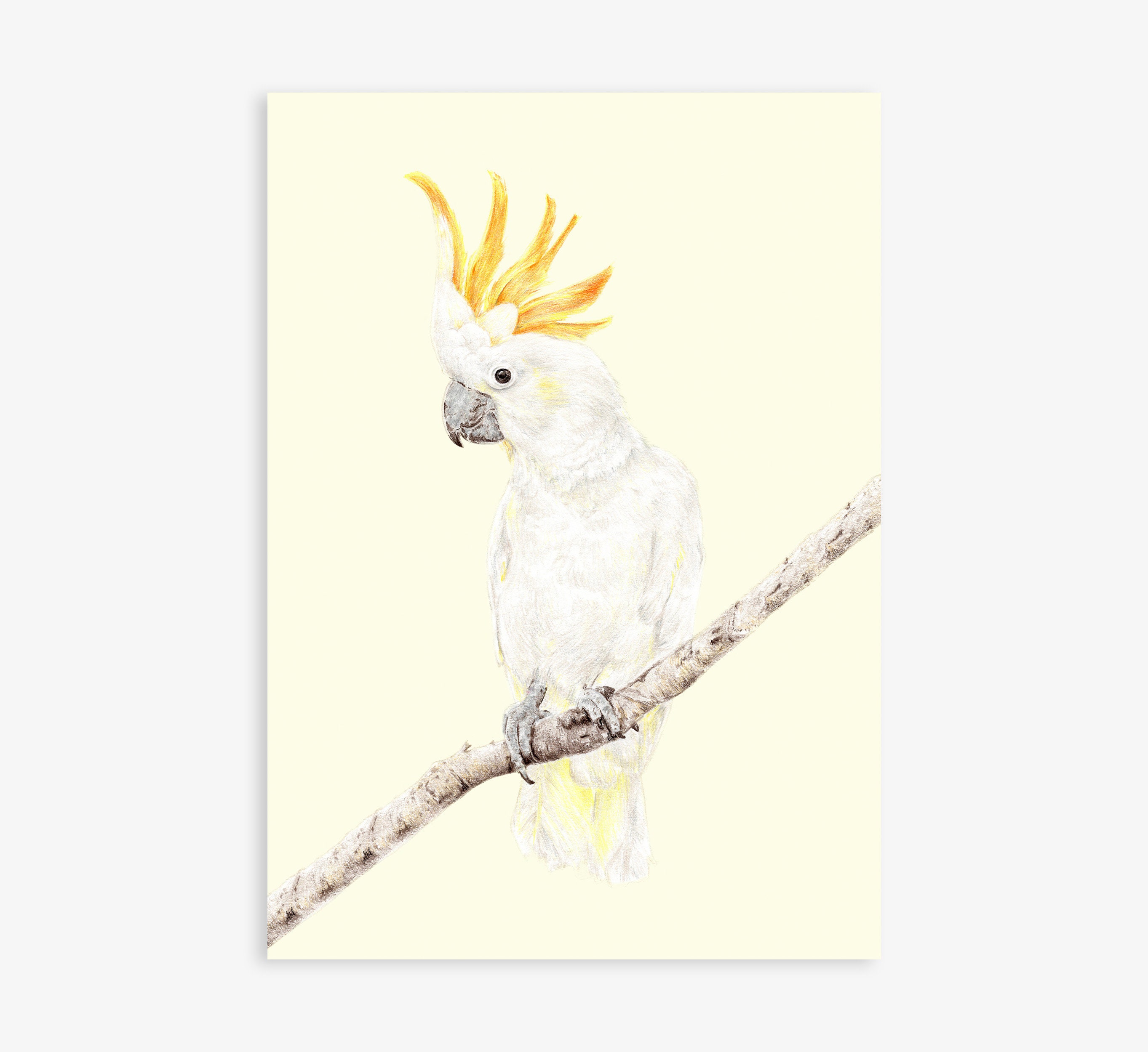 Cockatoo Art Print Australian Bird Art Bird Drawing White Etsy Singapore