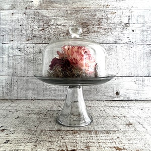 Cloche Glass Dome Vignette Cloche Glass Display