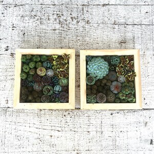 Succulent Garden Vertical Succulent Garden Pine Cone Succulents Faux Succulents Pine Cone Art