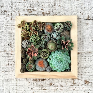 Succulent Garden Vertical Succulent Garden Pine Cone Succulents Faux Succulents Pine Cone Art