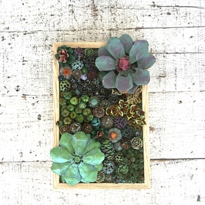 Succulent Garden Vertical Succulent Garden Pine Cone Succulents Faux Succulents Pine Cone Art