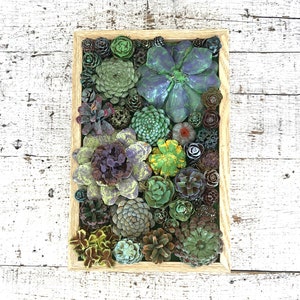 Succulent Garden Pinecone Art Vertical Succulent Garden Pine Cone Succulents Faux Succulents Pine Cone Art