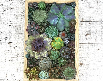 Arte de jardín con suculentas hechas con piñas: suculentas artificiales con marco de madera rústica