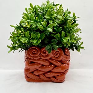 May include: A square, terracotta-colored planter with a woven design holds a vibrant, green plant. The plant has small, rounded leaves, creating a full, textured appearance. The planter's design adds a rustic touch.