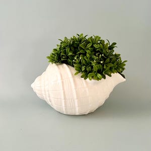 Może przedstawiać: Biała ceramiczna donica w kształcie muszli wypełniona żywymi zielonymi liśćmi. Donica ma teksturowaną powierzchnię i gładkie, błyszczące wykończenie. Ogólny projekt nawiązuje do tematu nadmorskiego lub żeglarskiego.