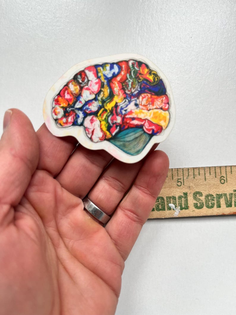 Brain Ruler Anatomical Brain Sticker - Etsy