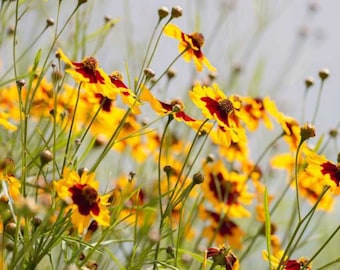 Coreopsis Tinctoria Seeds