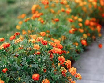 May include: A row of orange marigold flowers in bloom along a garden path. The flowers are in full bloom and have a bright orange color.